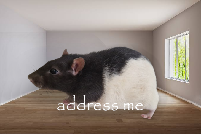 the fancy rat image from Wikipedia in a stock picture of an empty room, scaled up to be huge, with papyrus font saying "address me"