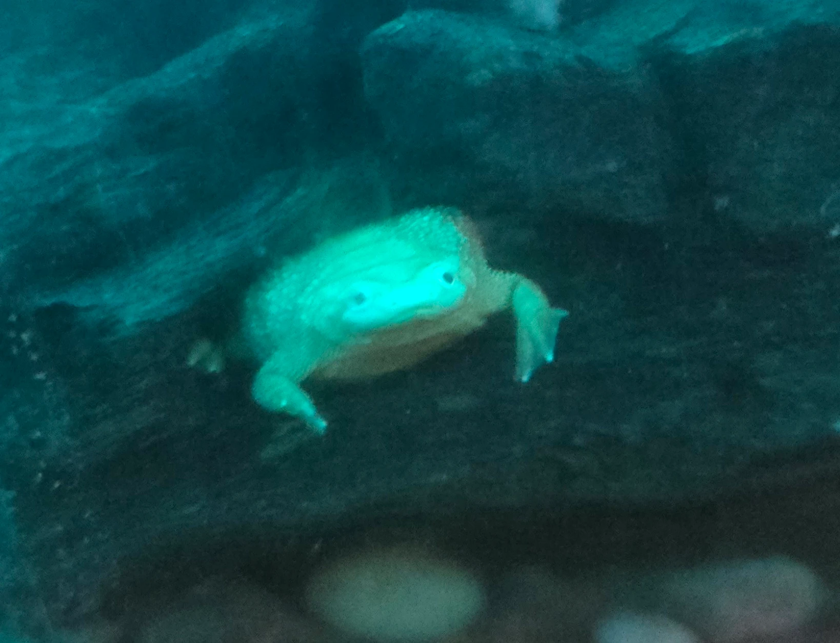 An African Dwarf Frog sat upon a piece of driftwood, staring at the camera.