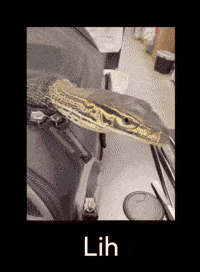 picture of a lizard, captioned "lih" with those capcut fire effects being spammed on it